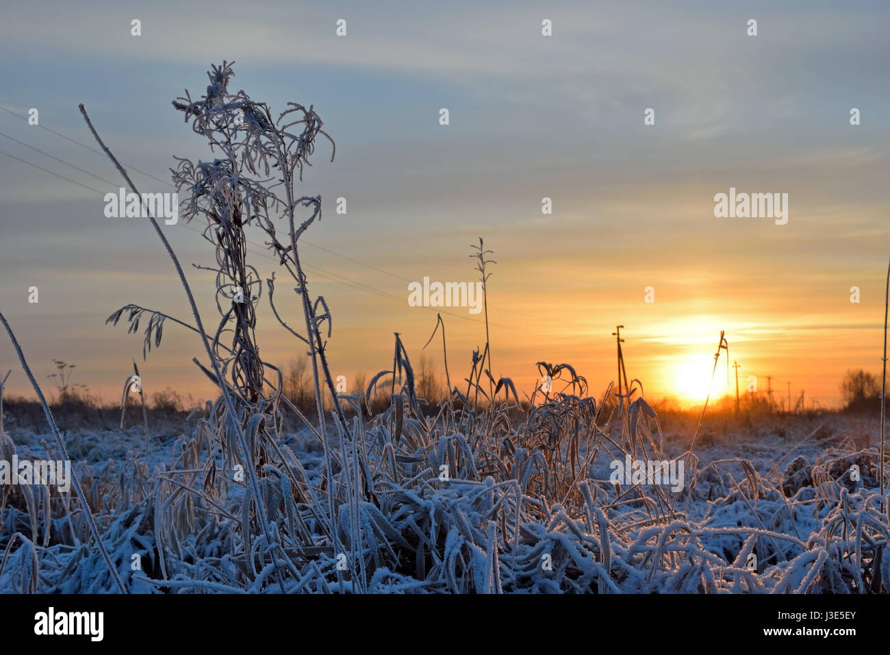 Goldener Sonnenuntergang im Winter in einem Feld mit trockenen Gräsern bedeckt mit Rauhreif Kristalle Stockfoto
