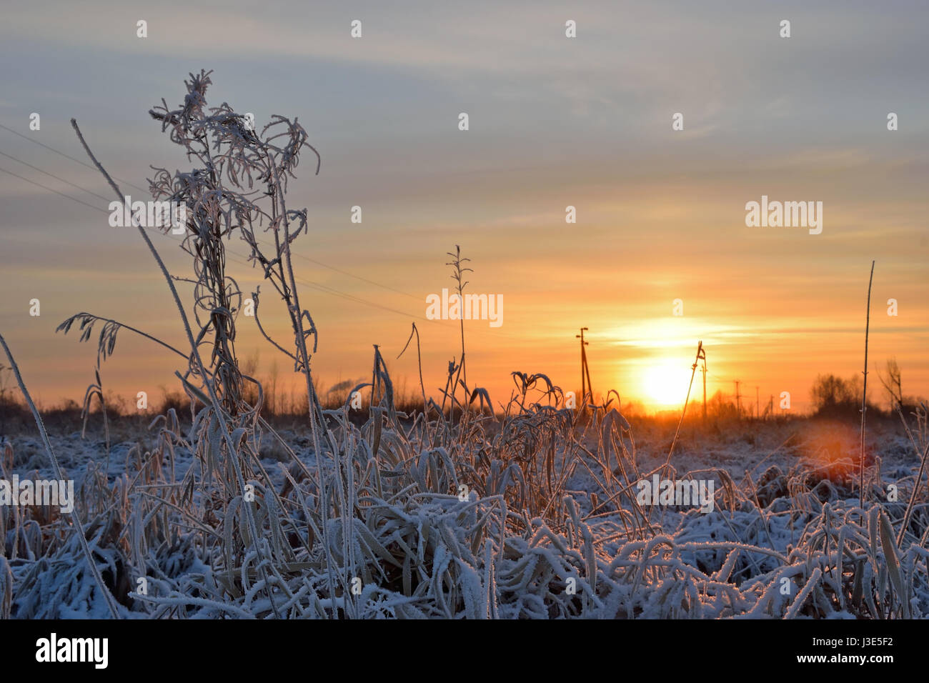 Goldener Sonnenuntergang im Winter in einem Feld mit trockenen Gräsern bedeckt mit Rauhreif Kristalle Stockfoto