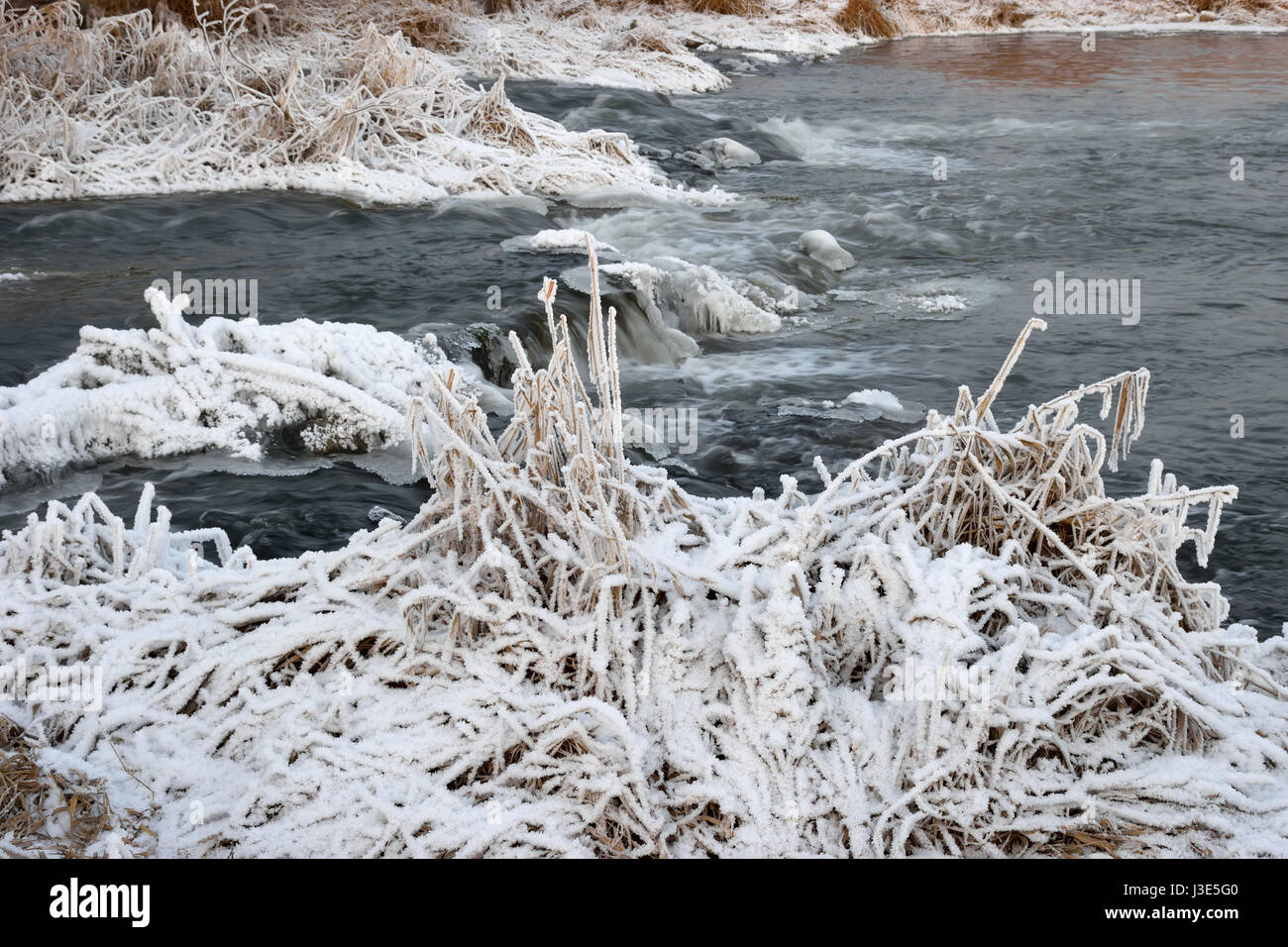 Schäumende Stromschnellen des Flusses, bedeckt mit Wucherungen von Eis und Büsche Trockenrasen in Rauhreif Kristalle am Ufer an einem Winterabend Stockfoto