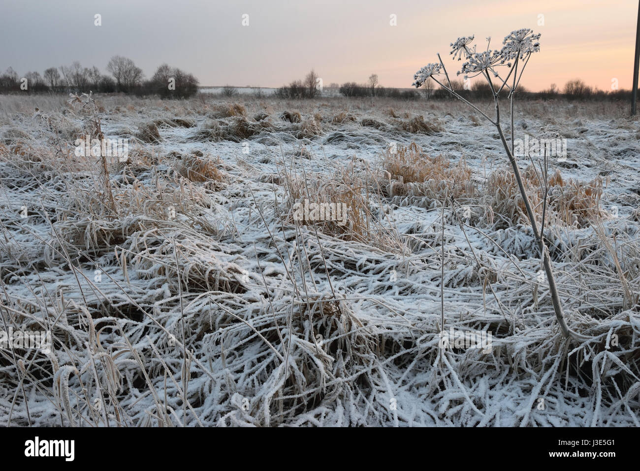 Ein Busch von Trockenrasen in den Kristallen der Frost im Winter in einem Feld bei Sonnenuntergang. Stockfoto