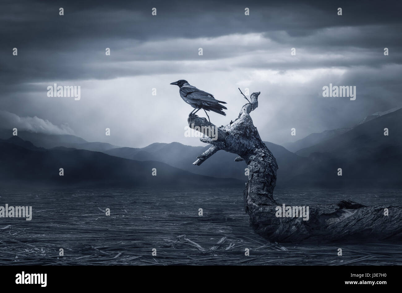 Black Raven im Mondlicht thront auf Baum. Unheimlich, gruselig, gotische Einstellung. Bewölkten Nacht. Halloween Stockfoto