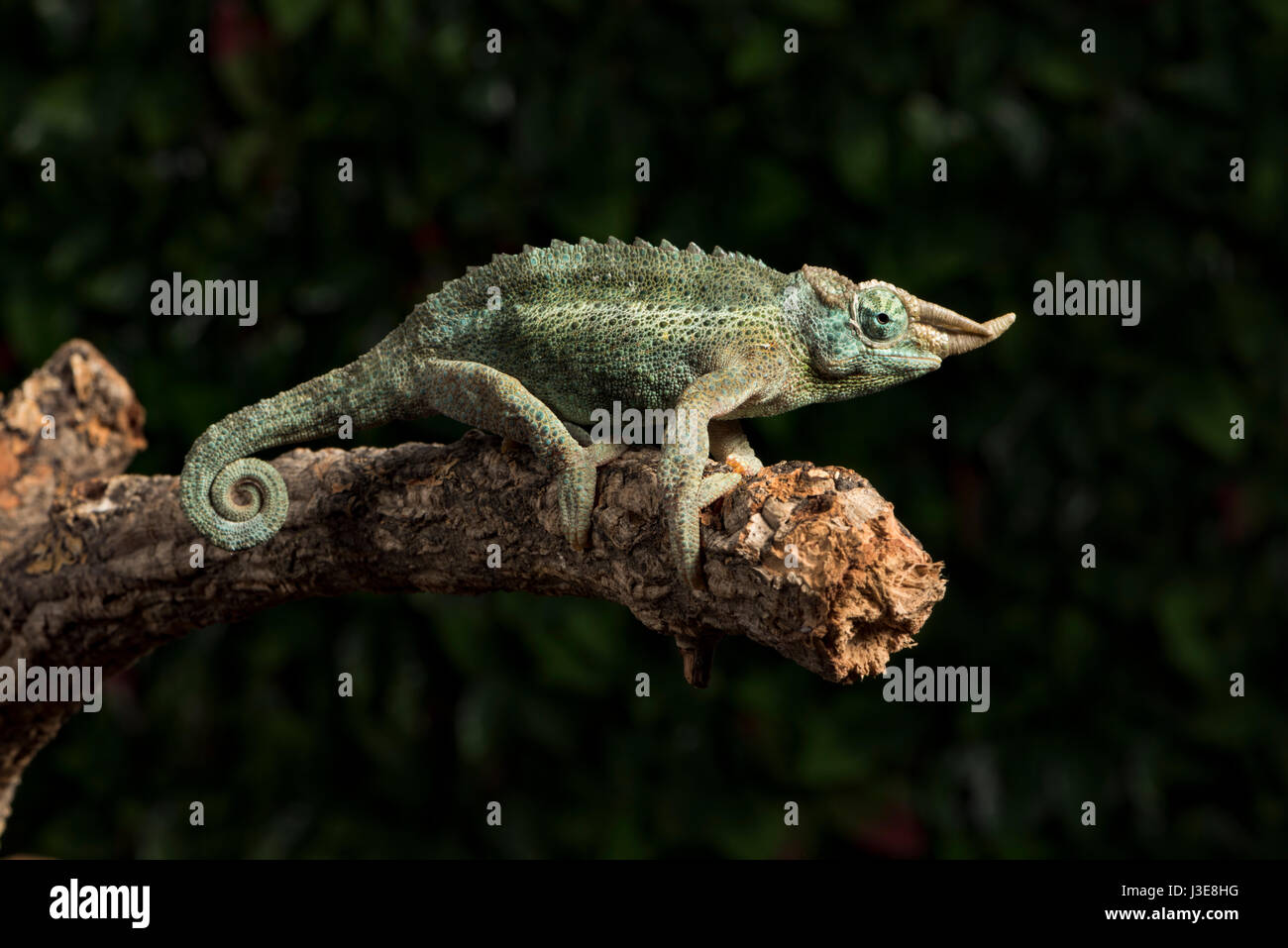 Jacksons gehörnten Chamäleon Stockfoto