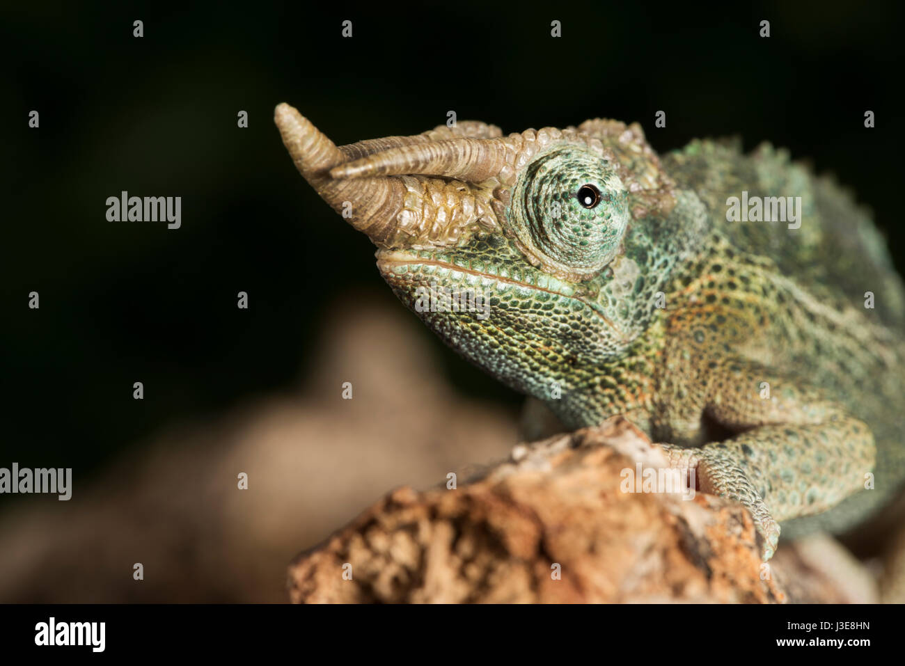 Jacksons gehörnten Chamäleon Stockfoto