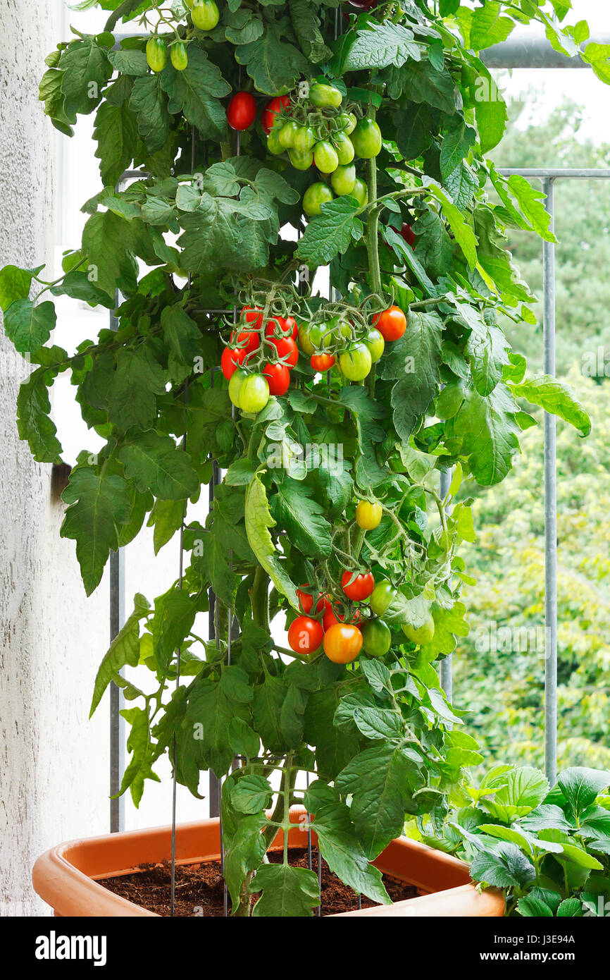 Tomate mit grünen und roten Tomaten in einem Topf auf einem Balkon, Urban Gardening oder Landwirtschaft Stockfoto