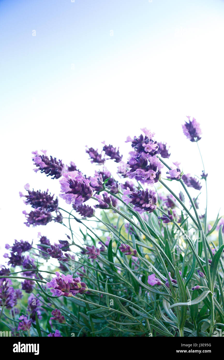 Lavendel Pflanzen in voller Blüte vor einem blauen Himmel, Hintergrund, Symbol für Harmonie und Gelassenheit, Kopieren, Copyspace Stockfoto