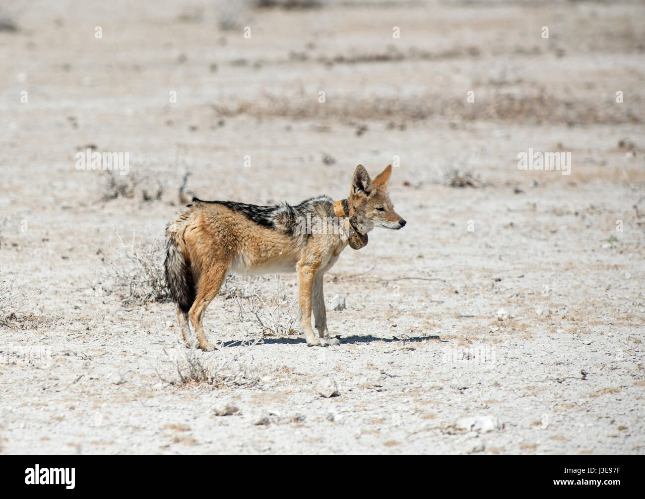 Schwarzen Backed Schakal: Canis Mesomelasa. Radio-Kragen tragen. Etosha, Namibia. Stockfoto