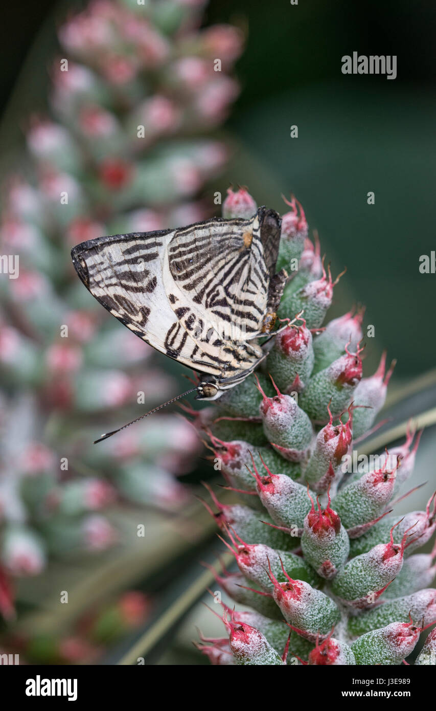 DIRCE Schönheit oder Mosaik Zebra Schmetterling: Colobura Dirce. Brasilianische. Stockfoto