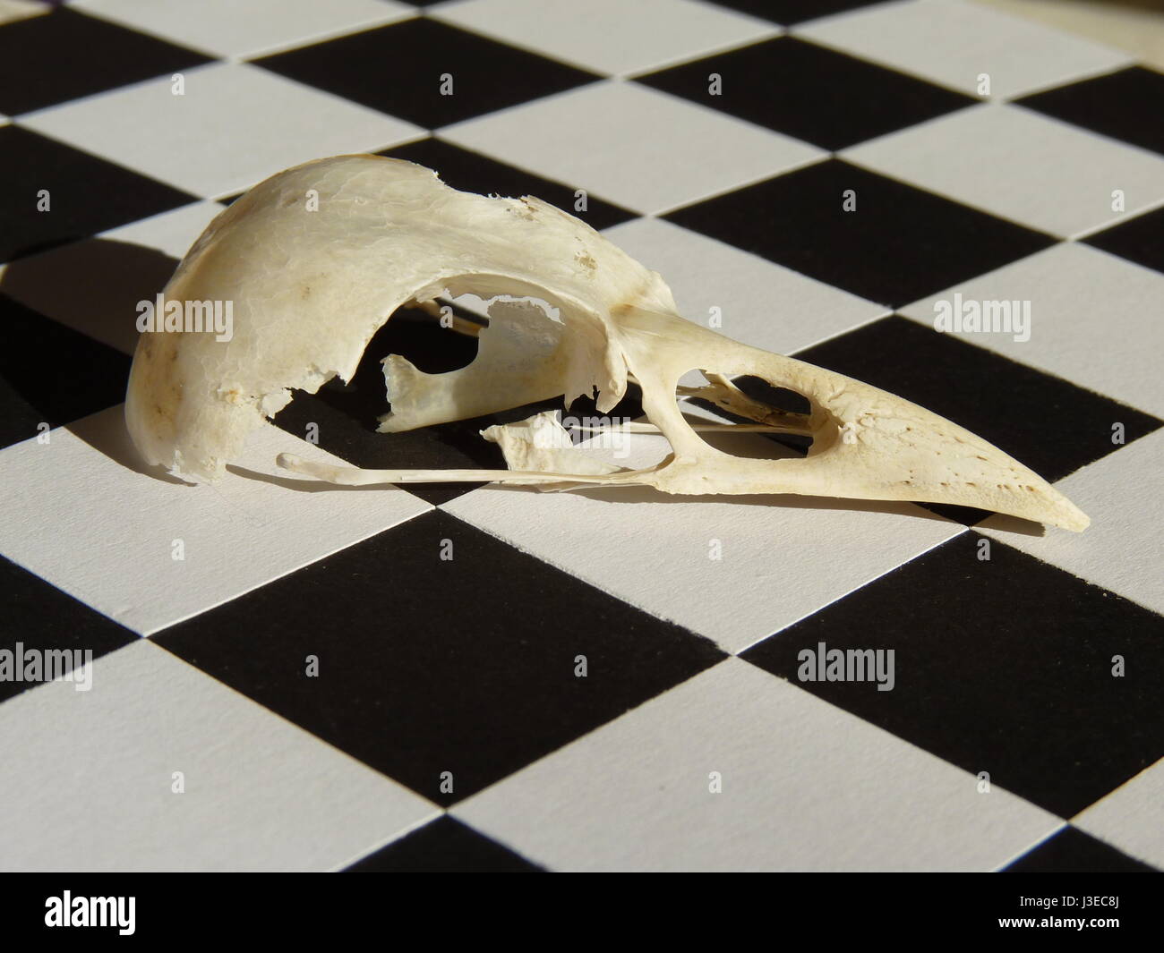 Elster-Schädel auf schwarzen und weißen Schachbrett board Stockfoto