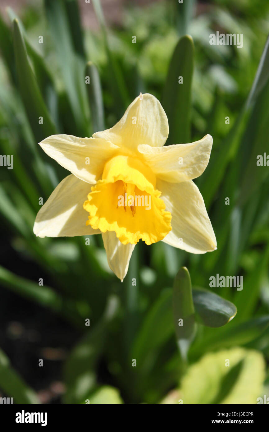 Frühlings-Hintergrund mit schönen gelben Narzissen Stockfoto