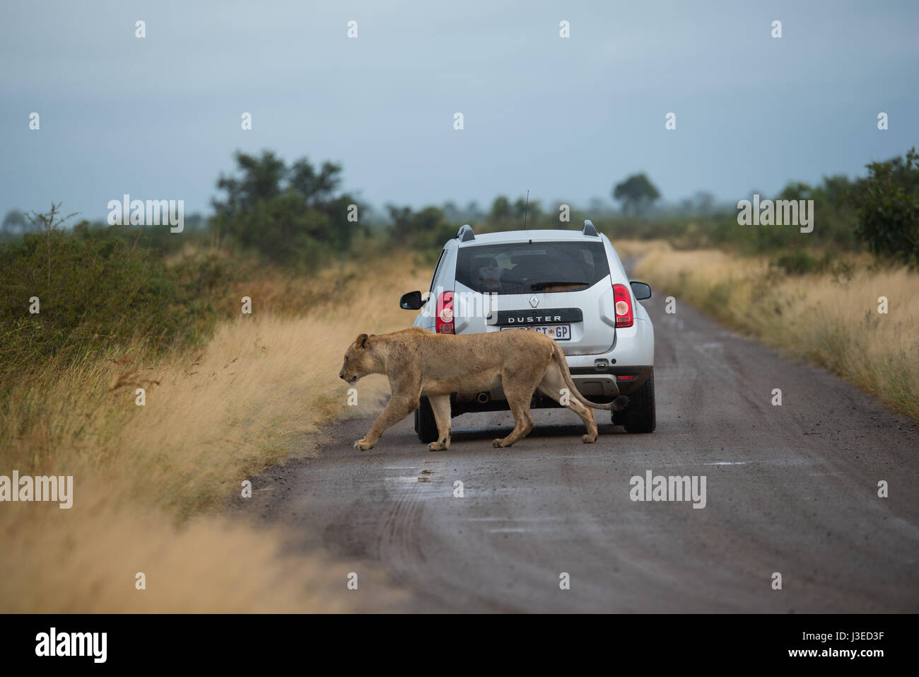 Eine Löwin beim Überqueren der Straße hinter einem Auto im Kruger National Park Stockfoto