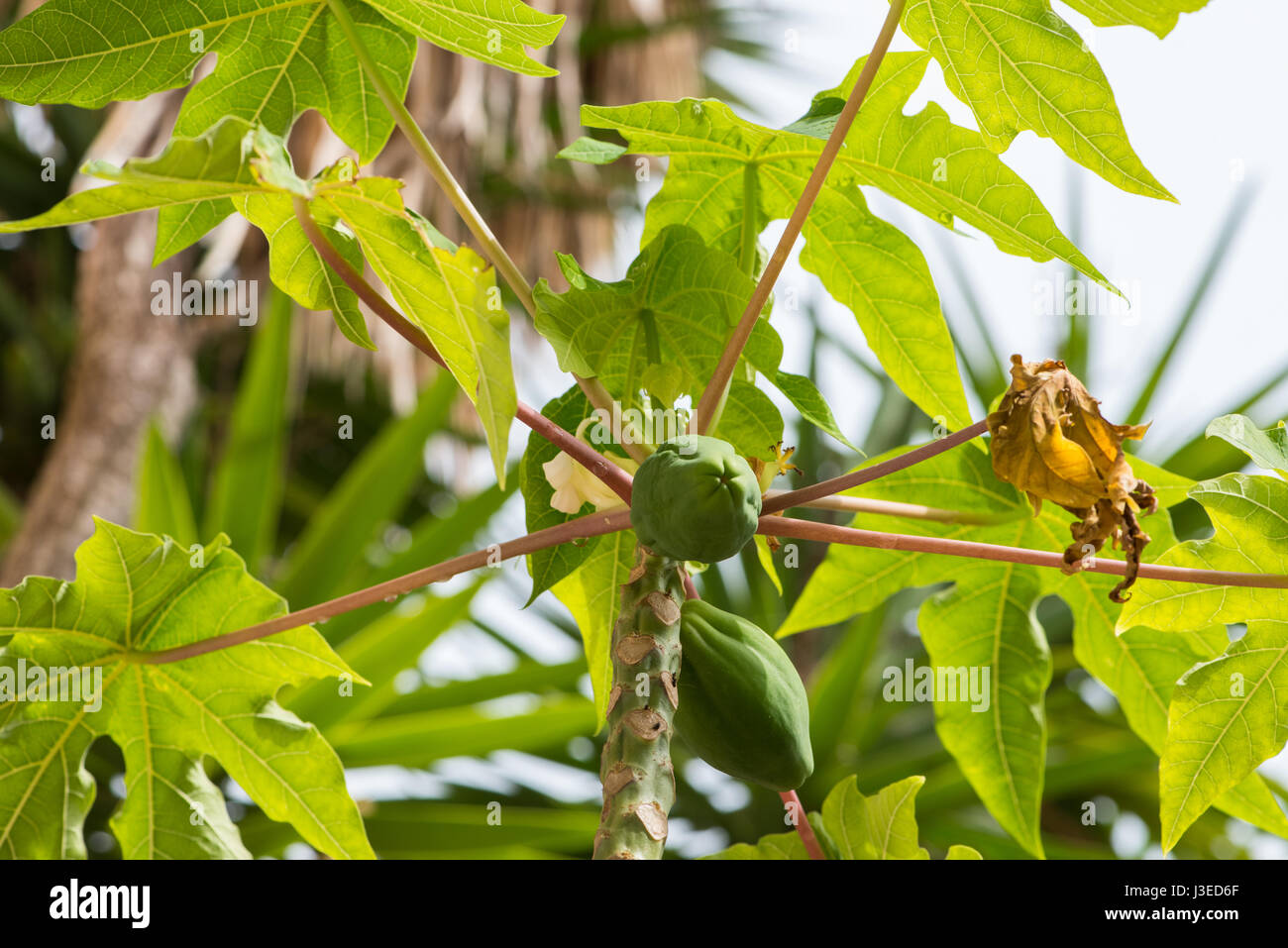 Junge paw Paw Früchte am Baum befestigt, noch Reifen und wachsen Stockfoto