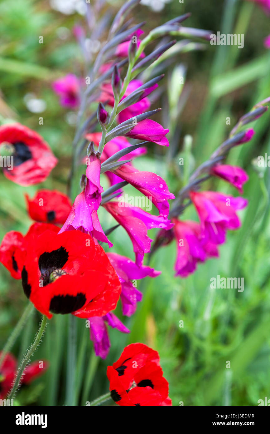 Gewagte Farbkombinationen (orientalische Mohn und Gladiolus Communis) in der Wand Garten, Great Dixter, East Sussex, England, UK Stockfoto