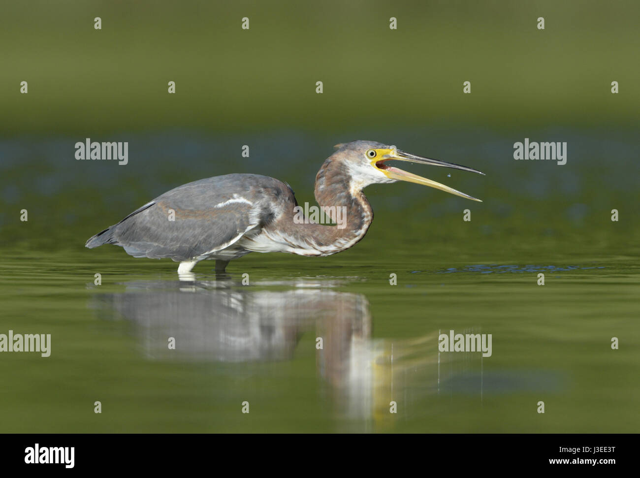 Dreifarbigen Heron - Egretta tricolor Stockfoto