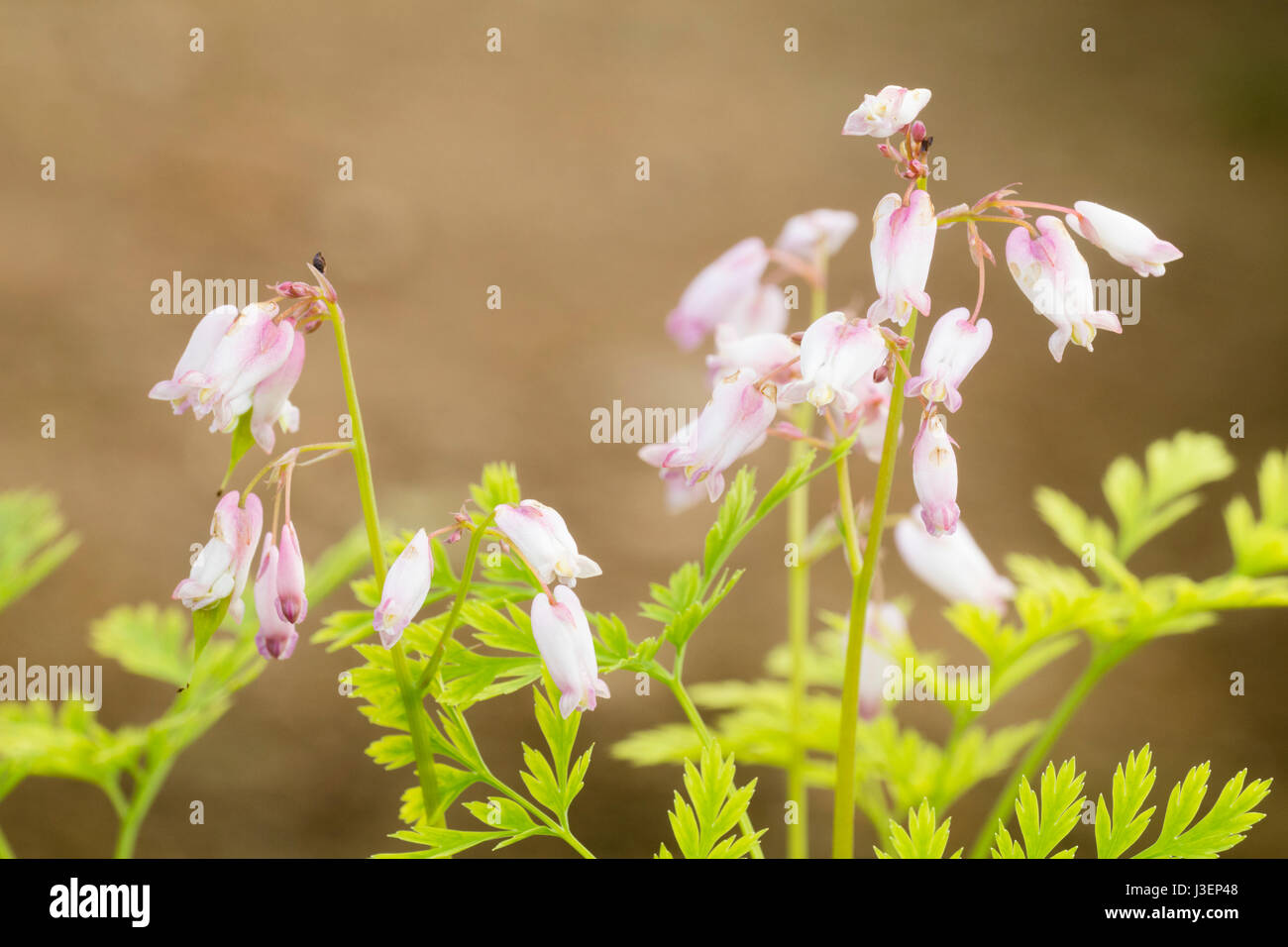 Blassrosa gespült weiße Blüten von hardy Woodlander, Dicentra eximia Stockfoto