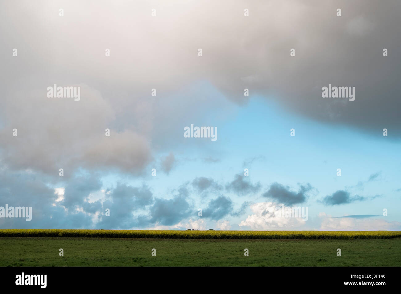 Regenwolken über ein Feld von gelben Raps bei Sonnenuntergang. Norfolk, Großbritannien. Stockfoto