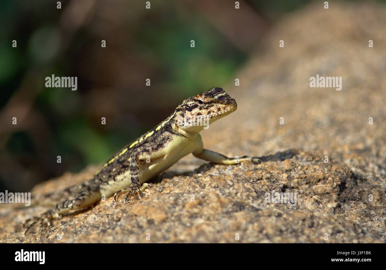 Eidechse auf Felsen Stockfoto