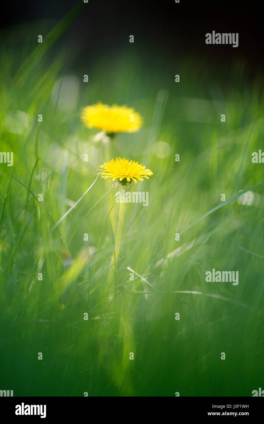 Frühjahrsblüte Stockfoto