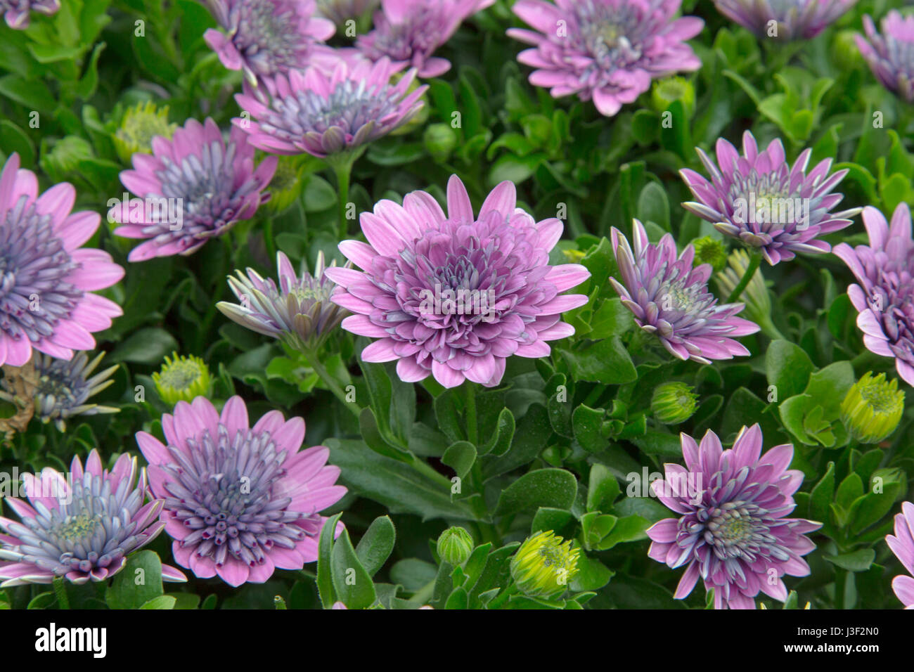 Osteospermum, African Daisy, South African Daisy, Cape Daisy und blauäugige Daisy. Stockfoto