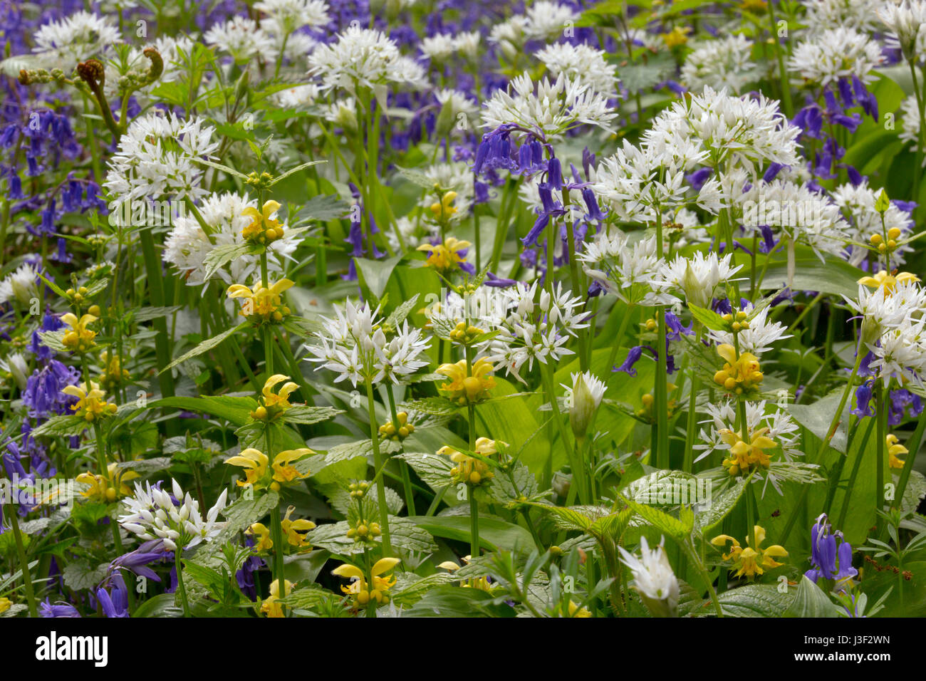 Bärlauch Allium Ursinum wächst unter den gelben Erzengel und Glockenblumen in Norfolk Wald Stockfoto