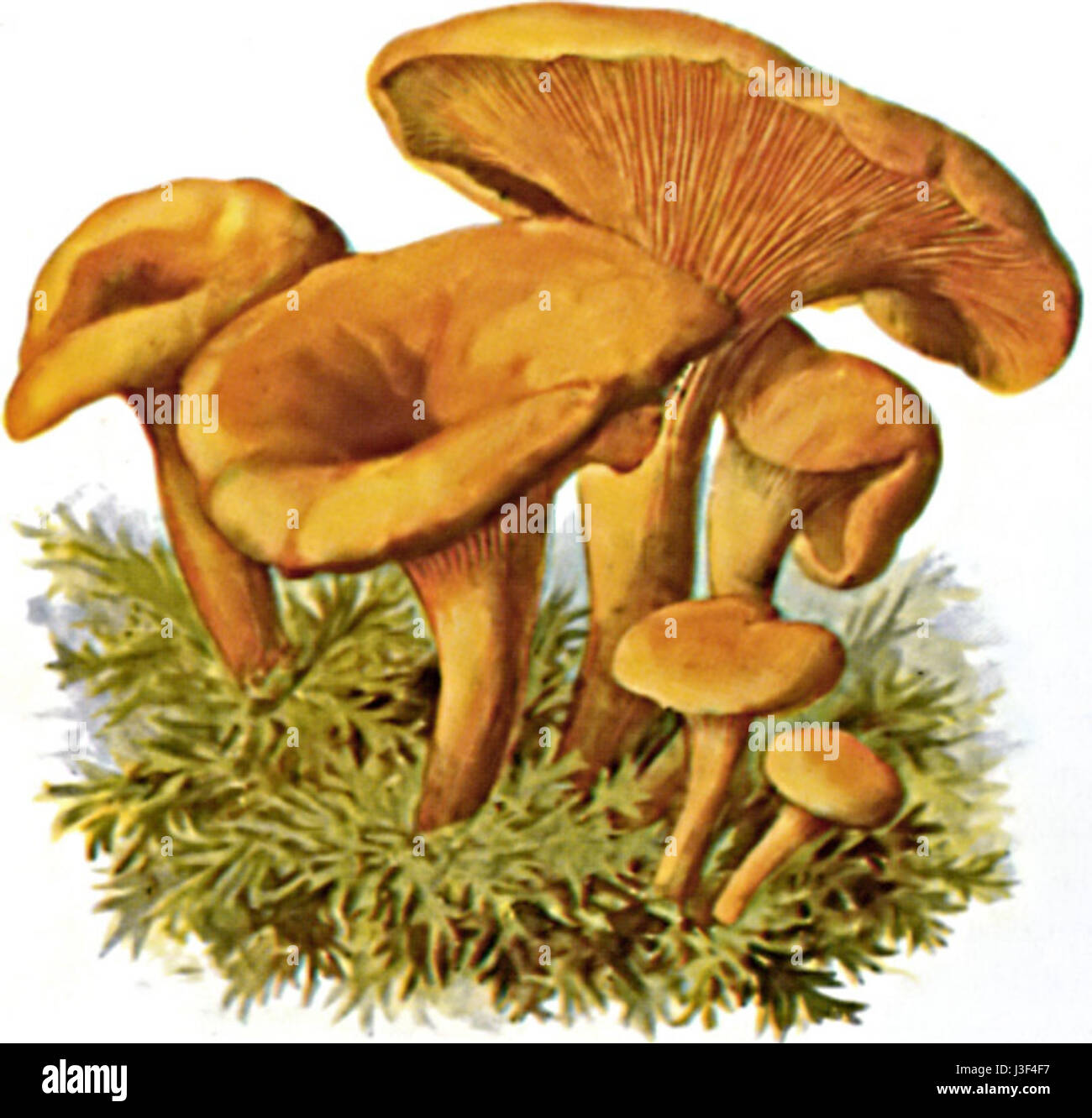 Falscher Pfifferling 1 Stockfoto