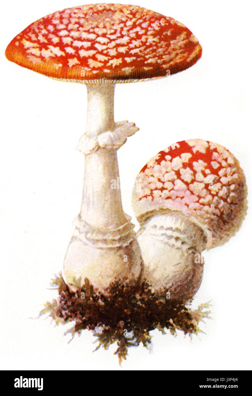 Fliegenpilz, auch bekannt als Fliegenpilz, ist eine sehr markante Art, die für ihre rote Kappe mit weißen Flecken bekannt ist, die oft in Folklore und Märchen zu finden ist. Stockfoto