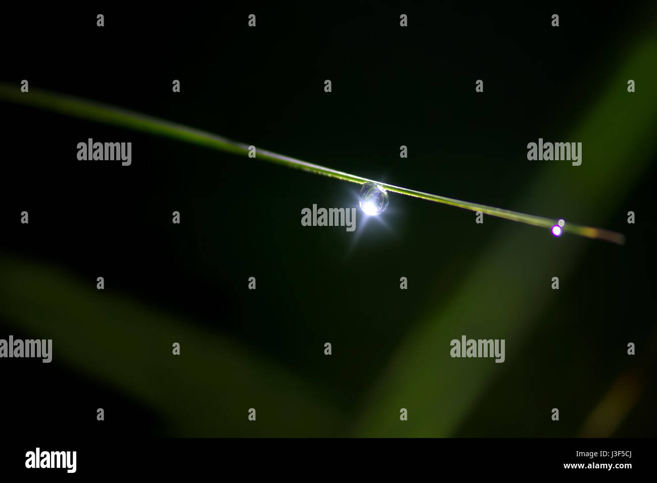 Ein Tautropfen glitzert im Licht frühen Morgens. Stockfoto