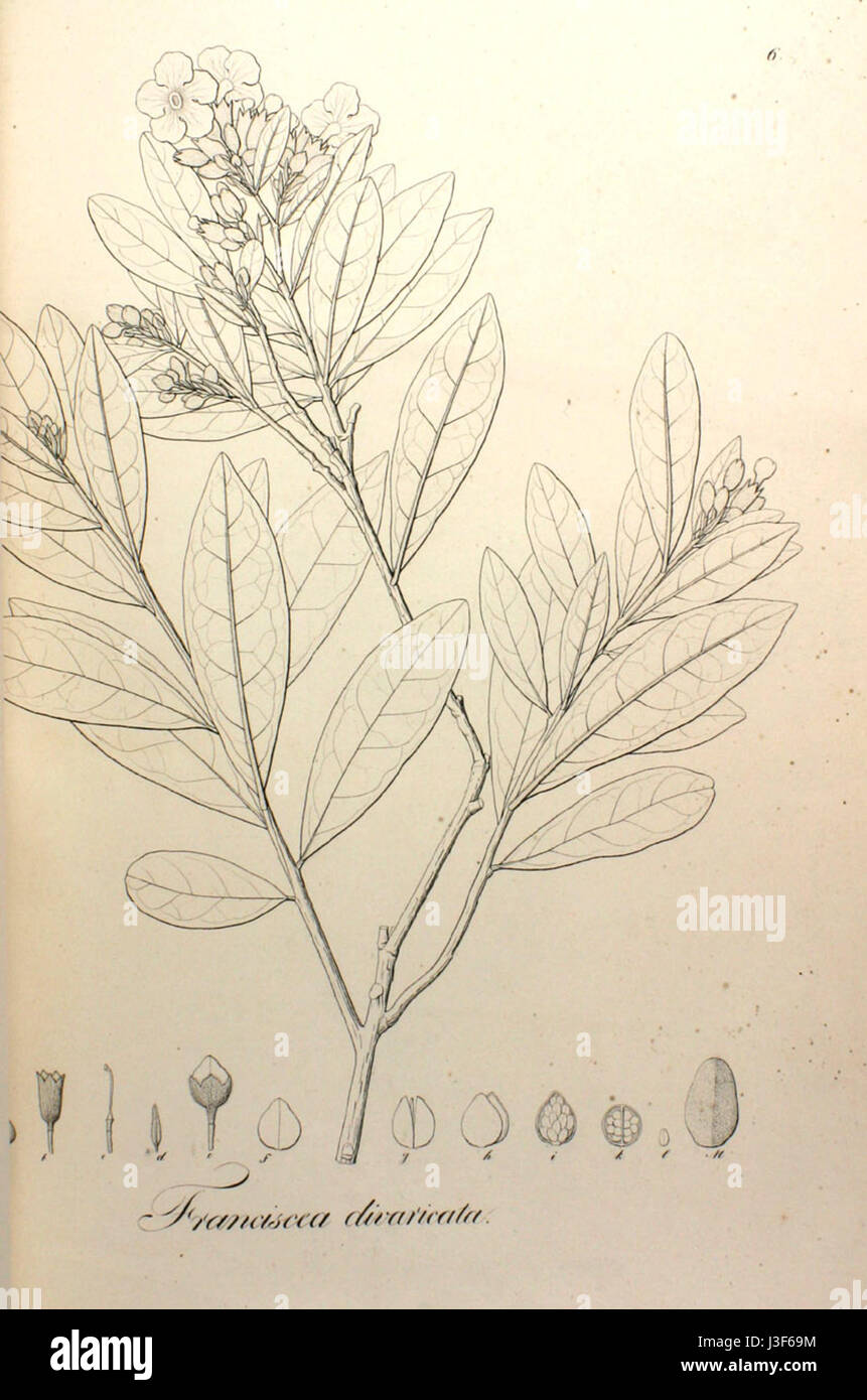 Franciscea Divaricata Pohl6 Stockfoto