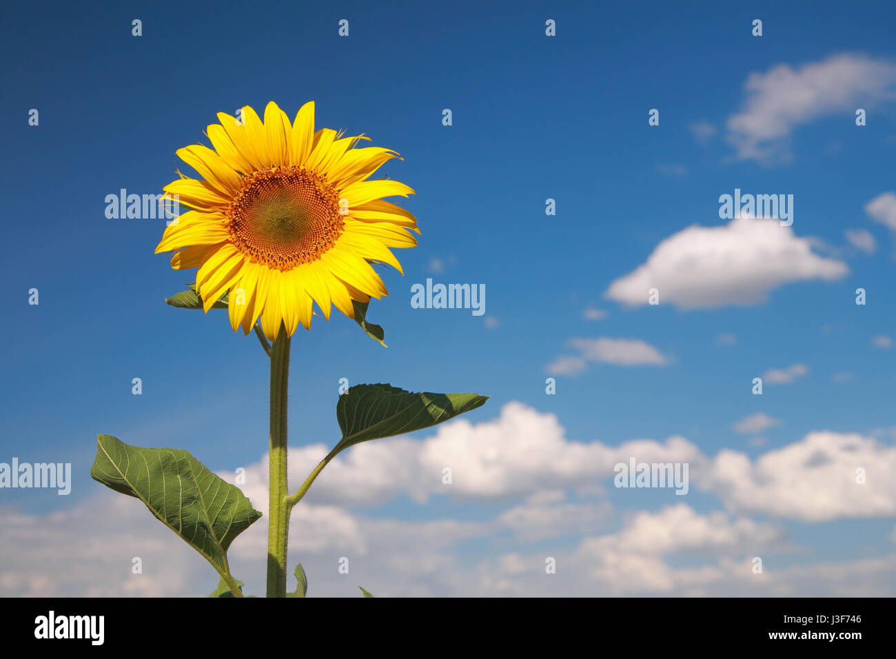 Sonnenblume gegen den blauen Himmel, Nahaufnahme Stockfoto