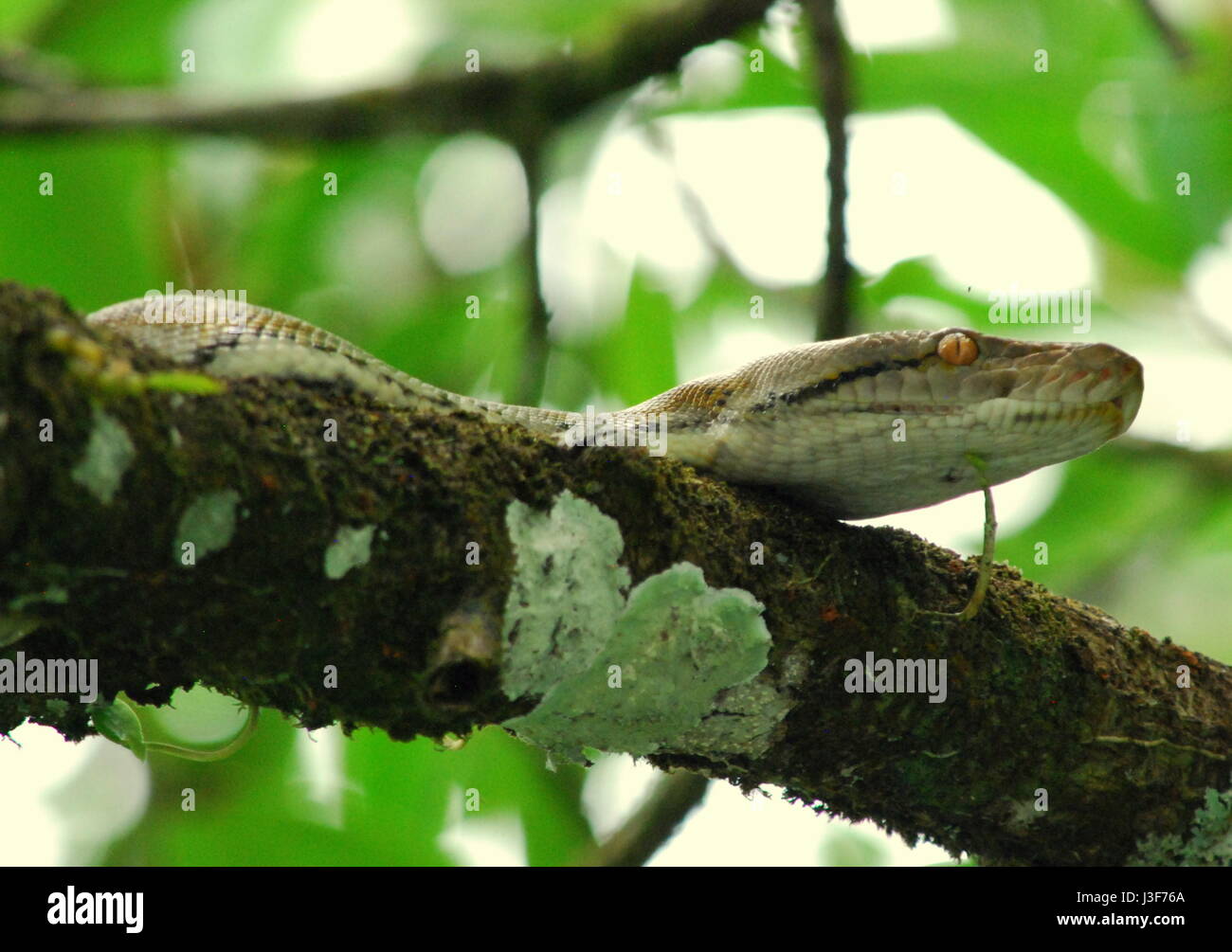 Burmesischen Python (Python Bivittatus) in einem Baum nach dem Essen ein Possom in dem Merguis Archipel. Stockfoto