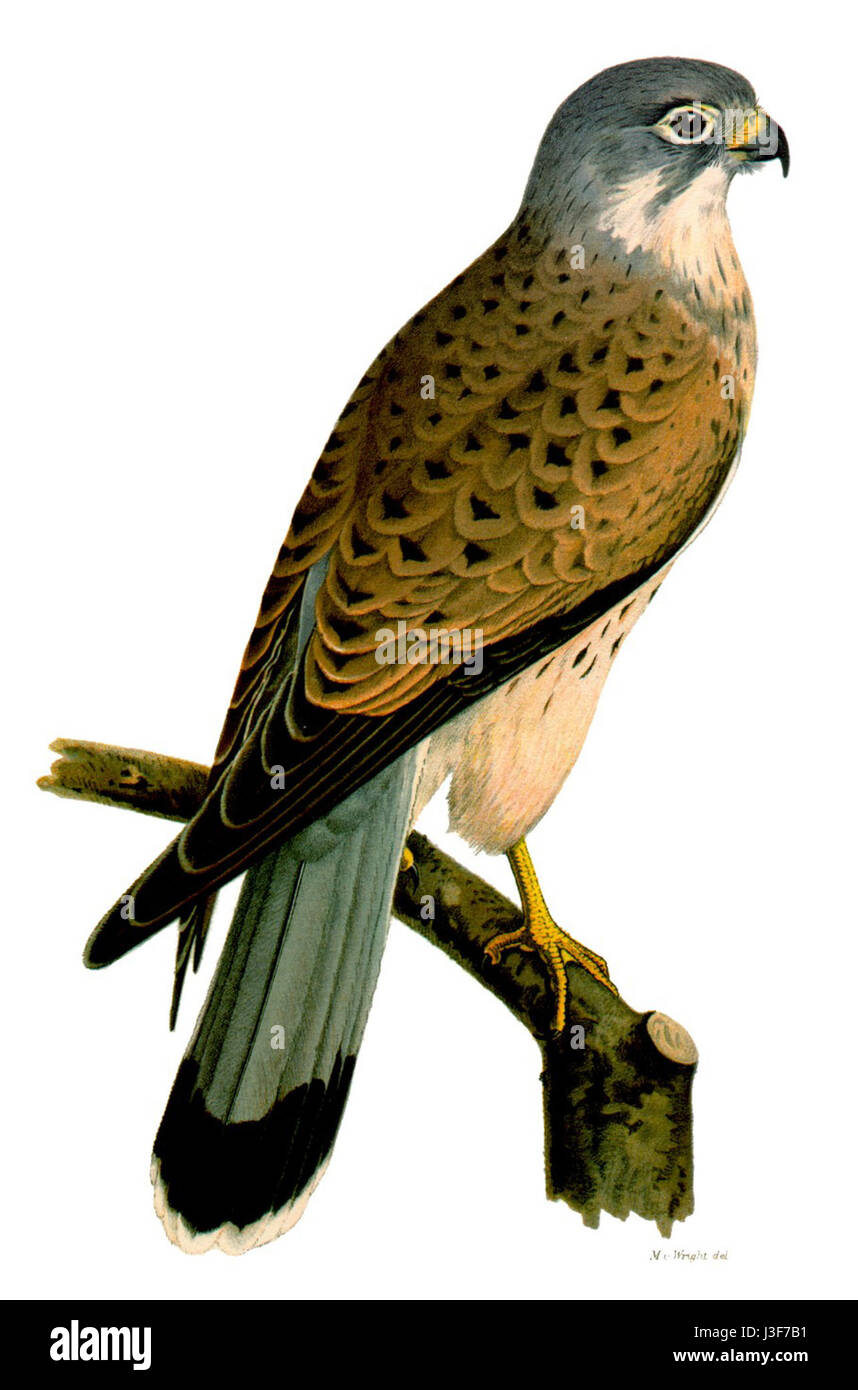 Falco Tinnunkulus, auch bekannt als der Falco Tinnunkulus, ist ein kleiner Raubvogel, der für seine Jagdfähigkeit und seine weite Präsenz in Europa und Asien bekannt ist. Stockfoto