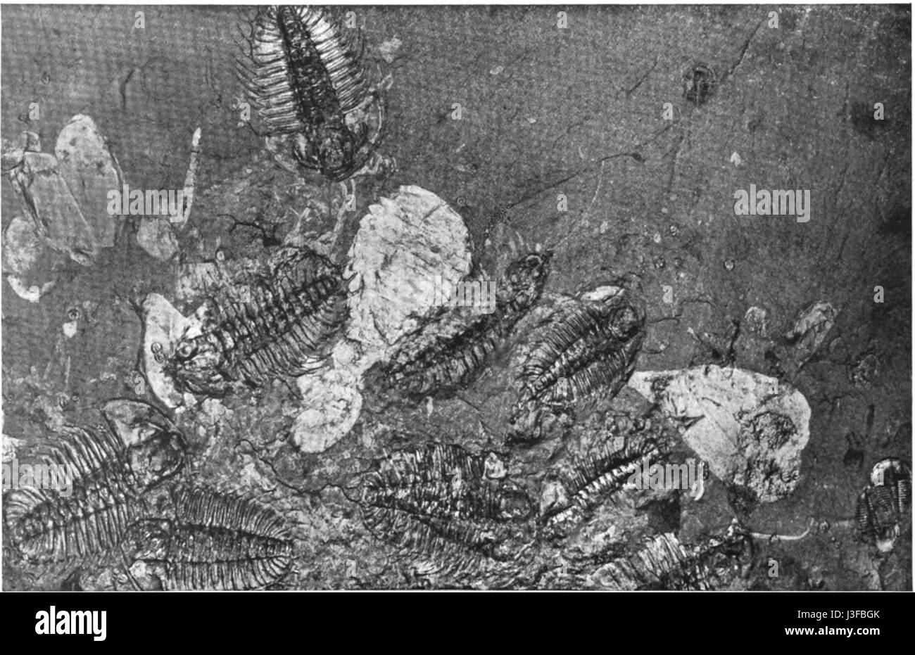 Dieses Bild zeigt Fragmente einer Meerestierkolonie auf einer Platte aus schwarzem Gestein, was möglicherweise auf die Überreste von Korallen oder anderen Meeresarten hinweist, die in felsigen Küstengebieten gedeihen. Das schwarze Gestein kann auf vulkanische Ursprünge oder Gebiete mit hohem Meeresleben hinweisen. Stockfoto