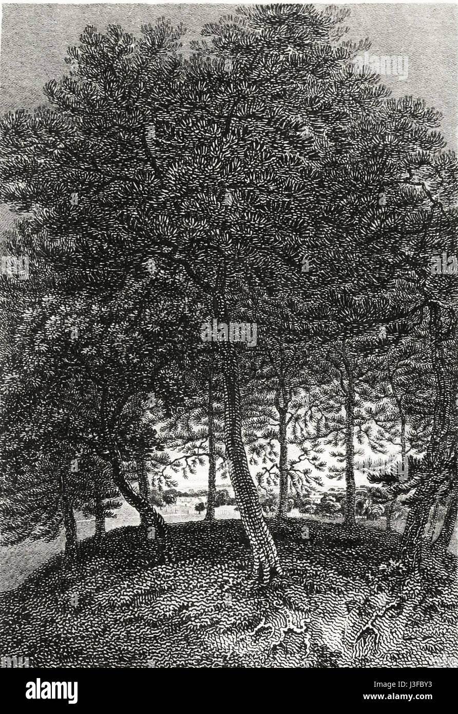 Dieses malerische Foto fängt den Blick auf Fakenham, eine Marktstadt in Norfolk, England, vom Euston Park aus ein und zeigt die Landschaft und die historische Landschaft. Stockfoto