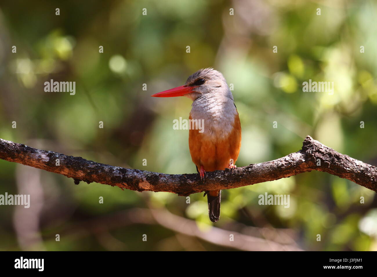 Greyheaded Kingfisher, Halcyon Leucocephala, Kasanka Nationalpark, Sambia, Afrika Stockfoto