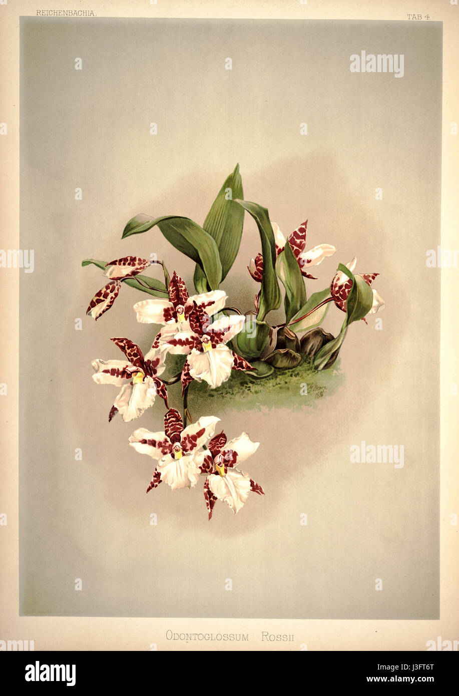 Dieses Bild aus Frederick Sanders „Reichenbachia I“ (1888) zeigt eine detaillierte Darstellung der Orchideenart Odontoglossum rossii. Das Werk ist bekannt für seine botanische Genauigkeit und schöne Orchideendarstellungen. Stockfoto