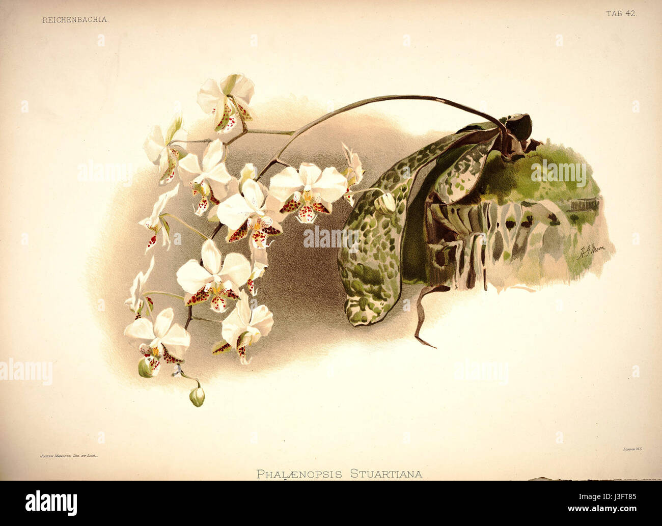 Diese Illustration aus „Reichenbachia I“ (1888) von Friedrich Sander zeigt Phalaenopsis stuartiana, eine Orchideenart. Es zeigt die detaillierte botanische Kunst, die mit dem Studium der Orchideen im 19. Jahrhundert verbunden ist. Stockfoto