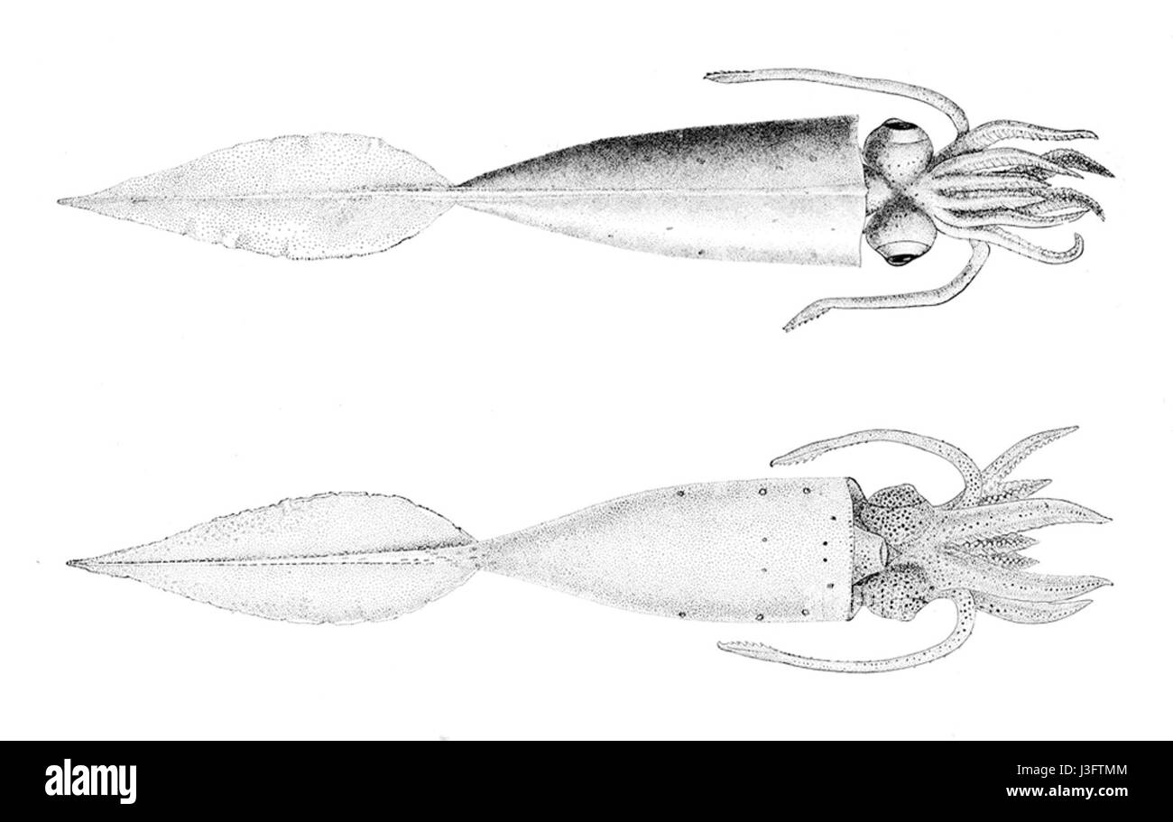 Galiteuthis phyllura ist eine Art von Tiefsee-Tintenfischen, die im Atlantik vorkommt. Er ist bekannt für seine biolumineszierenden Eigenschaften und spielt als Raubtier und Beute eine wichtige Rolle im Ökosystem des Ozeans. Stockfoto