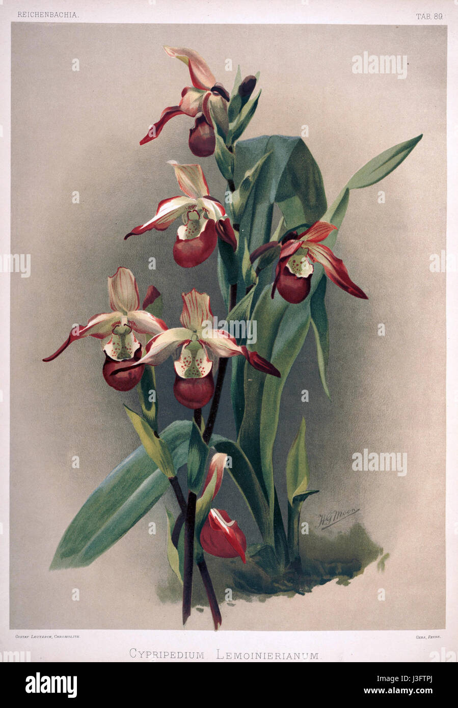 Friedrich Sander Reichenbachia II Platte 89 (1890) Cypripedium Lemoinerianum Stockfoto
