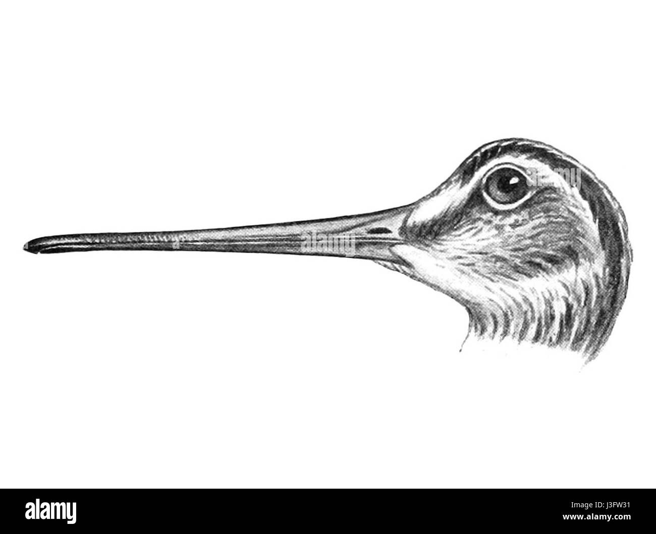 Gallinago stenura, auch bekannt als der langschnullige Dowitcher, ist eine Art von Küstenvögeln. Diese Illustration aus dem Jahr 1921 zeigt den Kopf des Vogels, bekannt für seinen unverwechselbaren langen, geraden Schnabel, der zur Untersuchung von Schlamm und Sand für Wirbellose verwendet wird. Stockfoto