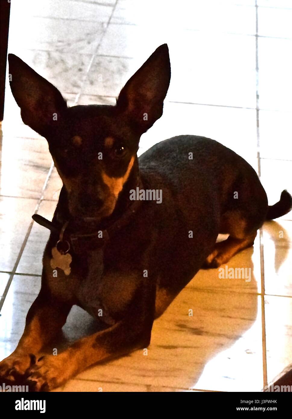 Hunde, Haustiere, des Menschen beste Freund sind unsere treuesten Begleiter. Stockfoto