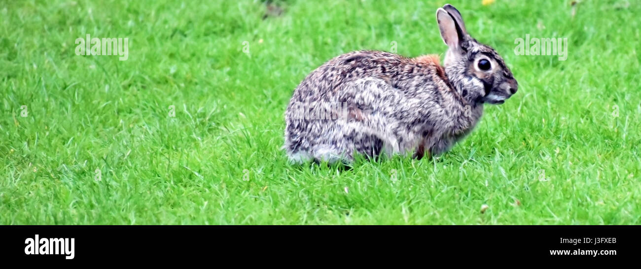 Pelzigen Kaninchen Stockfoto