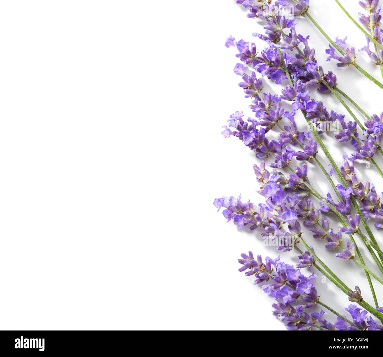 Zweige Lavendel isoliert auf weißem Hintergrund. Stockfoto