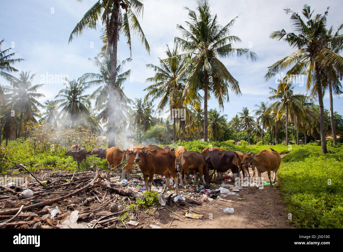 Kühe essen auf der Müllkippe auf dem Hintergrund der Palmen Stockfoto