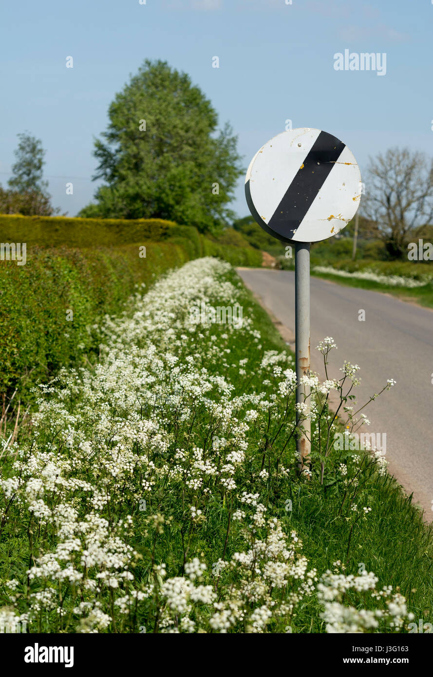 Ende der Geschwindigkeitsbegrenzung Zeichen auf einer Landstraße mit Kuh Petersilie wächst am Rande, Warwickshire, UK Stockfoto