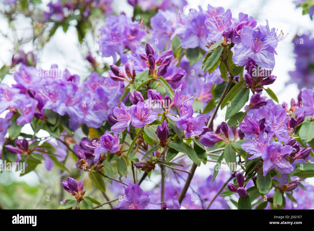 Rhododendron lila -Fotos und -Bildmaterial in hoher Auflsung  Alamy