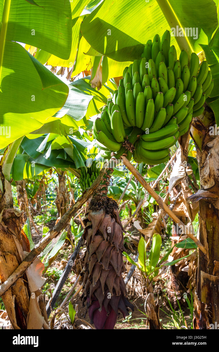 Typische kleine Banane wächst auf der Insel Madeira Stockfoto