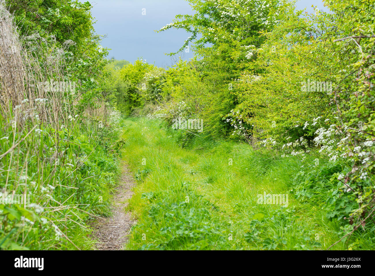Überwuchert von schmalen Feldweg im Frühjahr in der britischen Landschaft in West Sussex, England, UK. Überwucherten Fußweg. Stockfoto