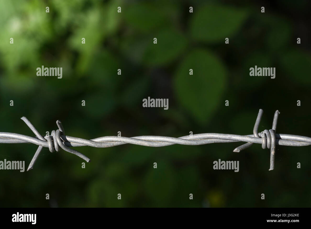 Nahaufnahme des Stacheldrahtes. Metapher für die Viehzucht und auch Einschränkung, Eindämmung, und so weiter. Stockfoto