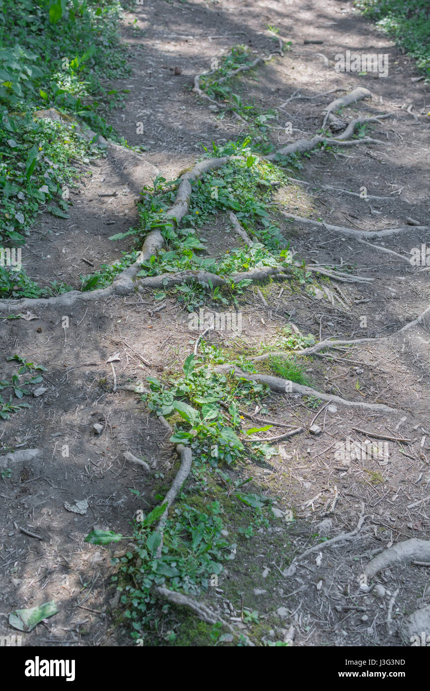 Freiliegende Tree root System eindringenden öffentlichen Fußweg. Metapher stolpern, Konzept der Root Cause Analysis, and computer root Verzeichnis. Freiliegende wurzeln Baum Stockfoto