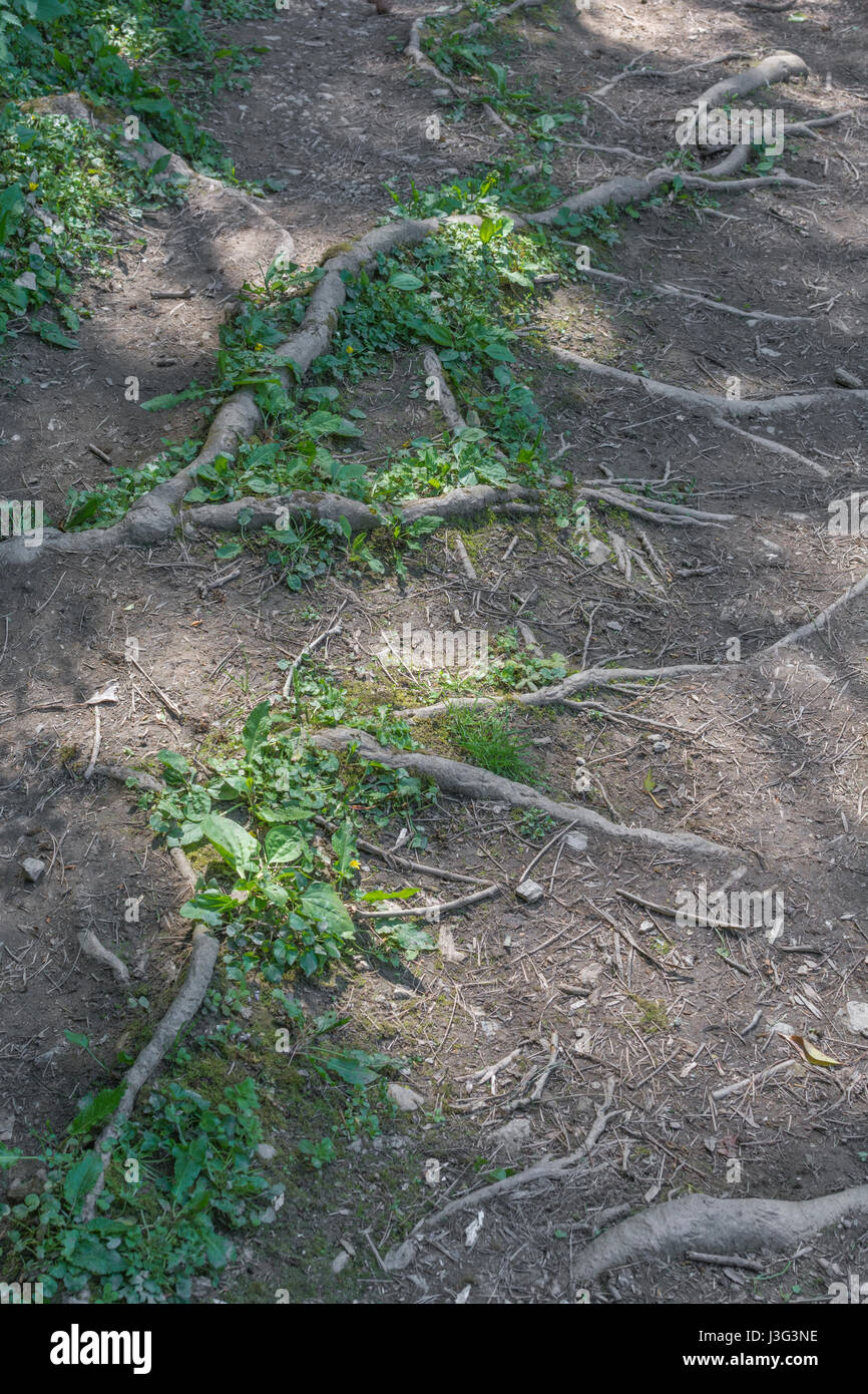 Freiliegende Tree root System eindringenden öffentlichen Fußweg. Metapher stolpern, Konzept der Root Cause Analysis, and computer root Verzeichnis. Freiliegende wurzeln Baum Stockfoto