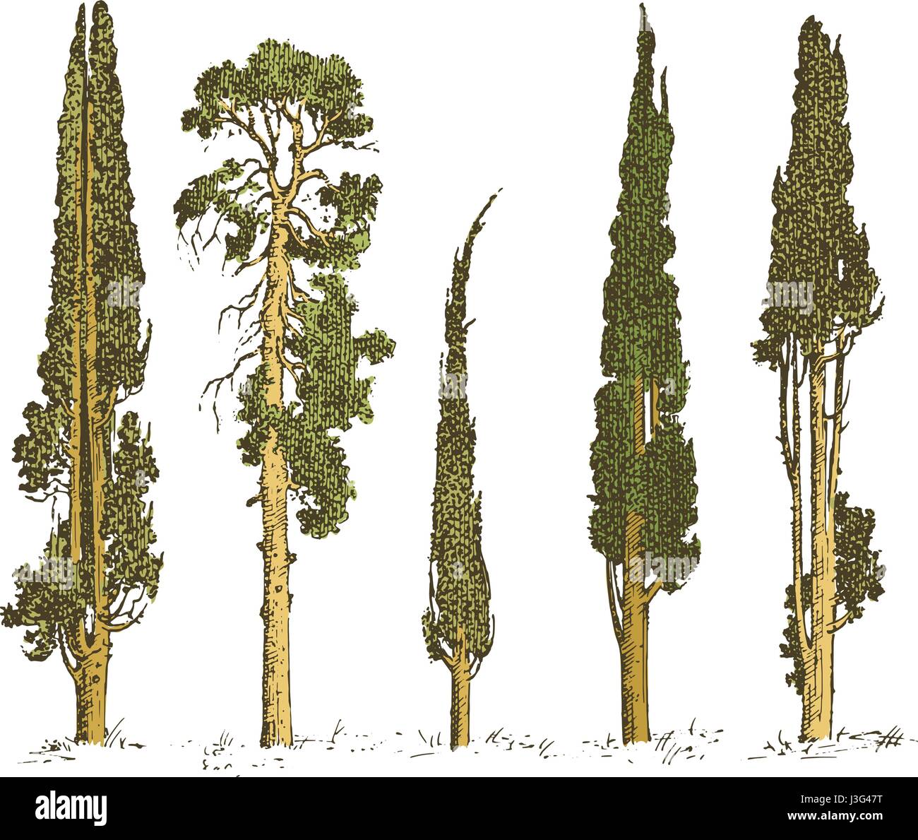 Satz von handgezeichneten Bäume italienische Zypresse und Kiefer isoliert-Vektor-Illustration, eingravierten Symbole des Südens, immergrün Stock Vektor
